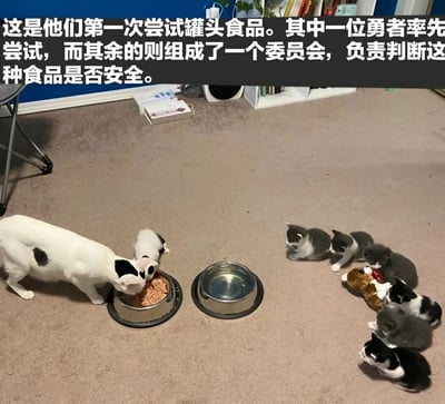 图片中一只黑白相间的母猫正在低头吃罐头食品，周围围着几只小猫，它们都坐着专注地看着母猫进食。图片上方配有文字：‘这是他们第一次尝试罐头食品。其中一位勇者率先尝试，而其余的则组成了一个委员会，负责判断这种食品是否安全。’通过拟人化的手法，幽默地展现了猫咪们首次接触罐头食品时的有趣场景，母猫像‘勇者’一样率先试吃，小猫们则像‘委员会成员’围观评判，充满温馨与搞笑氛围。