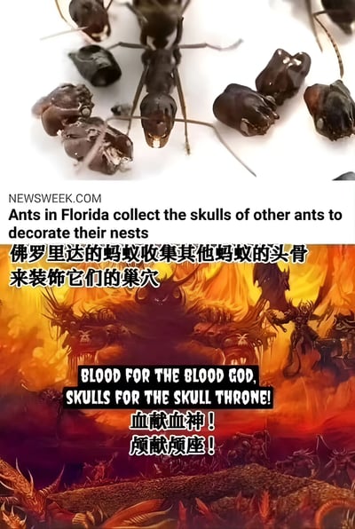 这张梗图由上下两部分组成。上半部分是Newsweek的新闻图片，显示佛罗里达的蚂蚁收集其他蚂蚁的头骨来装饰巢穴。下半部分是游戏《战锤40000》风格的画面，背景是燃烧的地狱景象，有恶魔和头骨王座，配文"血献血神！颅献颅座！"。图片通过将蚂蚁收集头骨的科学现象与游戏中的黑暗奇幻元素并置，创造出幽默效果。