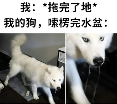这是一张左右对比的宠物搞笑梗图，上方配有文字说明"我：*拖完了地* 我的狗，嗦楞完水盆："。左侧图片显示一只白色萨摩耶犬站在灰色地垫上，嘴里滴着水；右侧是狗狗脸部特写，眼神无辜但仍在滴水。图片通过对比展现了主人刚打扫完卫生就被宠物弄脏的无奈又好笑的日常场景，引发养宠人士共鸣。