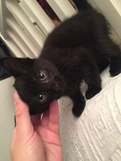 图片中是一只毛茸茸的小黑猫，正被一只手轻轻抚摸头部。小猫有着超大的圆眼睛，瞳孔因好奇而放大，正直勾勾地向上望着。它的身体趴在一块白色的纹理布料上（可能是毛巾或毯子），背景可见白色的百叶门。整体画面充满温馨治愈感，小猫的萌态十分讨喜。