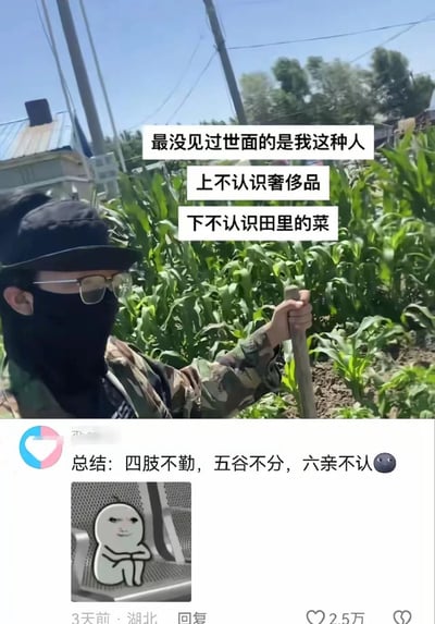 图片上半部分为一名戴着黑色帽子、口罩和眼镜，身穿迷彩服的人站在玉米地中，手持一根木棍，背景有房屋和电线杆。人物上方有三行文字叠加：“最没见过世面的是我这种人”“上不认识奢侈品”“下不认识田里的菜”。下半部分是社交媒体评论区截图，显示一条评论内容为“总结：四肢不勤，五谷不分，六亲不认😐”，评论下方有“3天前 · 湖北 回复”字样及2.5万点赞数，评论者头像为一个简笔画风格的卡通人物。图片通过幽默自嘲的方式，反映了部分当代人既不熟悉高端奢侈品，也对田间农作物缺乏认知的生活状态。