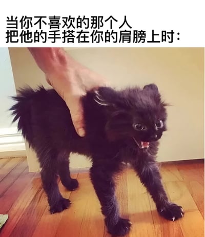 图片上方有文字“当你不喜欢的那个人把他的手搭在你的肩膀上时:”，下方是一只黑色小猫被一只人类的手搭在背上，小猫身体紧绷，耳朵向后撇，嘴巴张开露出尖牙，表情愤怒，四肢僵硬地站在木地板上，生动地表现出对不喜欢的人肢体接触的抗拒反应。