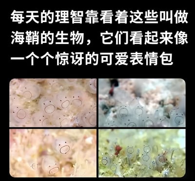 图片上方有一段文字："每天的理智靠看着这些叫做海鞘的生物，它们看起来像一个个惊讶的可爱表情包"。下方是四张海鞘的照片，排列成2x2的网格。这些海洋生物呈现出半透明的圆形身体，身体上有两个明显的孔洞，看起来像惊讶表情的眼睛和嘴巴，确实很像可爱的表情包。