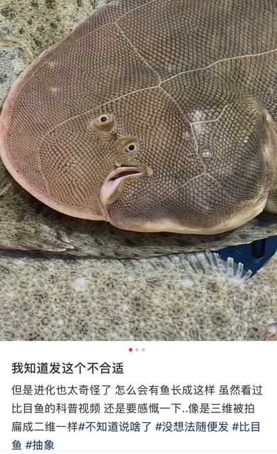 这是一张图文混排的社交分享实拍静态图，主体是两只身体扁平、双眼都生长在同一侧的比目鱼，鱼身呈棕褐色，表皮带有细密的网格状纹理，鱼类下方是带有浅色斑点的沙石质地背景。图片下方搭配发布者的感慨文字，称尽管觉得发这个内容不合适，但依然感慨比目鱼的进化形态十分奇特，看起来就像三维生物被拍扁成了二维，还附带了相关话题标签。