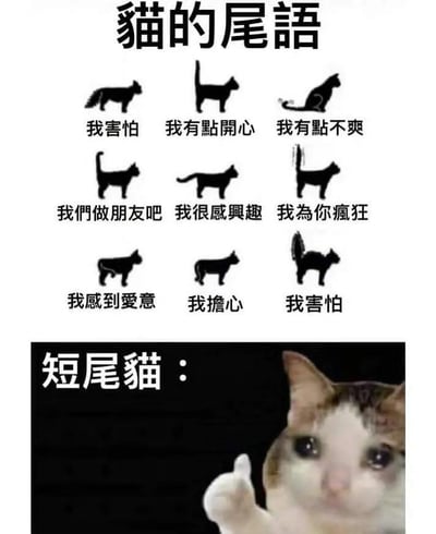 这张图分为上下两部分，上半部分是图文结合的猫咪尾巴姿态科普，展示了9种不同的猫咪尾巴姿势，并对应标注了猫咪的情绪，分别是：我害怕、我有点开心、我有点不爽、我们做朋友吧、我很感兴趣、我为你疯狂、我感到爱意、我担心、我害怕；下半部分是一只短尾猫的表情包，它睁着湿漉漉的眼睛竖起大拇指，因为短尾猫没有长尾巴，无法做出这些尾巴姿态，形成了搞笑的反差，用幽默的方式调侃短尾猫无法通过尾巴表达这些情绪。