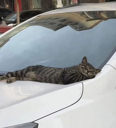 一只虎斑猫正惬意地趴在一辆白色汽车的引擎盖上休息，身体舒展，眼睛微闭，似乎在享受温暖的阳光。猫咪的条纹毛色清晰可见，姿态十分放松自然。背景中可以看到停放的其他车辆和建筑物，显示这是在一个普通的街道场景。