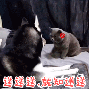 哈士奇怒怼猫咪：送送送，就知道送