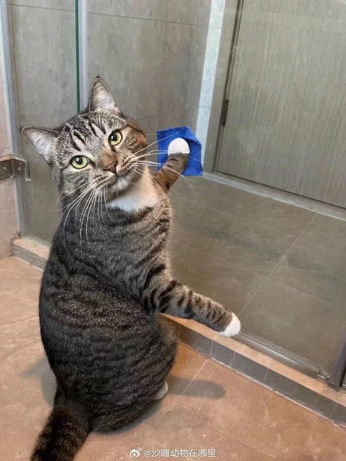 虎斑猫咪