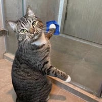 虎斑猫咪