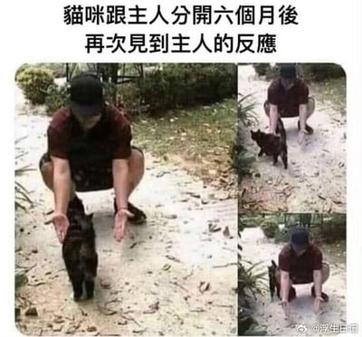 这是一组由三张图拼接而成的连环梗图，上方配有繁体中文文字“猫咪跟主人分开六个月後再次見到主人的反應”。第一张图中，主人蹲在户外的泥土地上，双手张开，脸上带着期待的神情，似乎在等待猫咪的亲昵；第二张图里，一只深色猫咪快速从主人面前跑过，完全没有停下的打算，直接略过了主人的迎接；第三张图中，主人依旧保持着伸手的姿势，猫咪已经跑到了主人的身后，只留下主人独自维持着迎接的动作。整组图通过猫咪“无视主人”的行为与人们预想中“亲昵迎接”的期待形成强烈反差，用这种搞笑的反差感调侃猫咪高冷、“没心没肺”的性格，充满趣味。