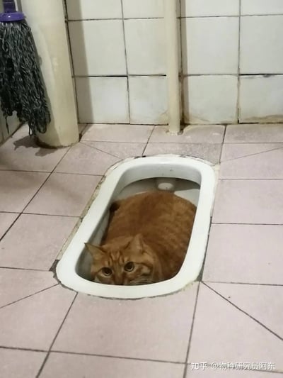一只橘色的虎斑猫意外地蹲坐在卫生间的蹲便器里，只露出一个脑袋看着镜头，表情看起来有些惊讶又无辜。周围是瓷砖铺成的地面和墙壁，角落里还有一把拖把。猫咪与蹲便器的组合形成了一种滑稽又可爱的反差萌。