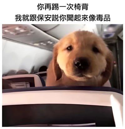 图片展示了一只金毛幼犬在飞机机舱内，从座椅靠背探出头来的场景。图片上方配有文字："你再踢一次椅背 我就跟保安说你闻起来像毒品"，以幽默夸张的方式表达了对后排乘客踢座椅行为的不满和警告。