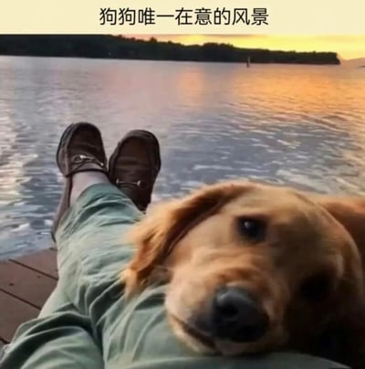 图片中一只金毛犬温顺地将头靠在人的腿上休息，人的双腿穿着绿色裤子和棕色鞋子，伸放在木质码头上。背景是宁静的湖面，夕阳的金色光芒洒在水面上，形成美丽的倒影。图片上方配有文字“狗狗唯一在意的风景”，幽默地突出狗狗并不关注眼前的绝美夕阳景色，而是将注意力完全放在主人身上，展现出宠物对主人的依赖与喜爱，画面温馨治愈。