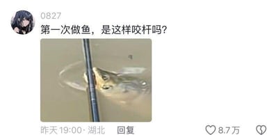 这是一张抖音平台的社交媒体截图，发布者头像是动漫女性形象，配文玩了谐音梗，将“钓鱼”的“钓”写成“做鱼”的“做”，提问“第一次做鱼，是这样咬杆吗？”；配图是一张视觉错位的真实拍摄照片，浑浊的水面上，鱼的头部和鱼竿刚好重合，看起来像是鱼咬住了鱼竿，制造出有趣的错觉，让整个内容充满搞笑感，该内容获得了8.7万点赞。