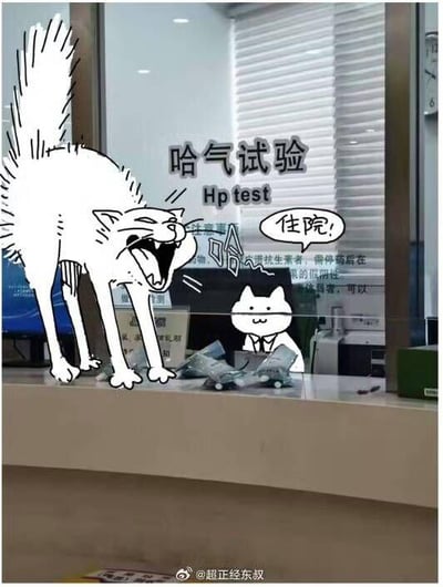 图片展示了一扇玻璃窗户，上面有手绘风格的卡通图案：一只体型较大的白色猫咪正张大嘴巴做哈气试验（Hp test），身体前倾，表情夸张；旁边体型较小的猫咪穿着类似医生的白大褂，戴着领带，用对话框说着“住院!”。玻璃下方的台面上散落着几个疑似检测试剂盒的物品。背景可见室内环境，包括百叶窗和办公设备。整体通过真实场景与卡通元素结合，营造出猫咪做检查后被要求住院的幽默场景。