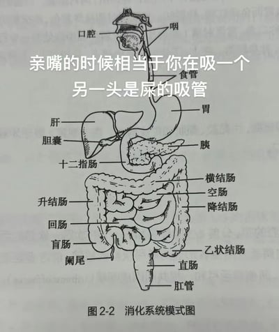 这是一张改编自生物学教科书的消化系统模式图（标注为“图2-2 消化系统模式图”），图中详细绘制了从口腔、咽、食管、胃到肠管（包括横结肠、降结肠、直肠等）的解剖结构。图片中央叠加了醒目的白色文字：“亲嘴的时候相当于你在吸一个另一头是屎的吸管”，通过将亲密行为与消化系统末端功能进行夸张联想，制造出重口味的黑色幽默效果。整体风格是用严肃的科学图示搭配无厘头文案，形成强烈反差萌。