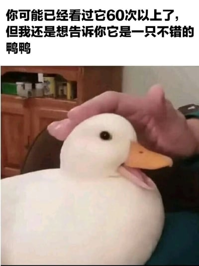 图片上方有黑色文字：“你可能已经看过它60次以上了，但我还是想告诉你它是一只不错的鸭鸭”。下方是一张实拍照片，内容为一只白色鸭子，橙色喙部，嘴巴微张，一只手正在轻轻抚摸它的头部，鸭子表情显得放松惬意。背景中可见木质柜子，柜子上摆放着一些物品。整体画面温馨治愈，突出鸭子的可爱形象。
