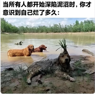 图片上方配有文字“当所有人都开始深陷泥沼时，你才意识到自己烂了多久：”，下方是一张实拍照片。画面中，两只金毛犬站在浑浊的泥水中，似乎刚陷入困境；而岸边另一只金毛犬全身被厚厚的泥浆覆盖，头上甚至长出了青草，趴在泥地上，仿佛已深陷其中许久。图片通过狗狗们的状态形成幽默对比，隐喻当周围人都开始遇到困境时，自己才惊觉早已处于糟糕的状态中，充满自嘲和无奈的搞笑意味。