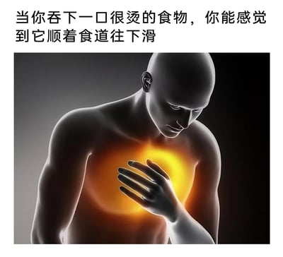 这是一张图文混排的3D渲染静态图，图中展示了一个上半身的人体模型，他眉头微皱、身体微躬，将手按在胸口位置，胸口区域呈现出明亮的橙黄色高亮效果，直观模拟出吞食过烫食物后，食道及胸口部位产生的灼热不适。图的上方配有文字“当你吞下一口很烫的食物，你能感觉到它顺着食道往下滑”，精准描述了过烫食物刺激消化道时，那种清晰的灼热感顺着食道下移的体验，能够让观看者共情这种不适，起到直观的健康警示作用。