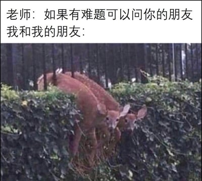 图片上半部分为文字内容：'老师：如果有难题可以问你的朋友 我和我的朋友：'，下半部分是两只鹿一同卡在长满绿植的围栏或树篱中的真实照片。通过文字与图片的结合，幽默地表现了当遇到难题时，自己和朋友虽然想互相帮助，却一同陷入困境的场景，呼应了'有难同当'的主题。