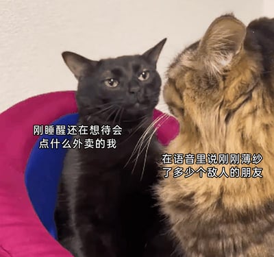 这是一张文字加注的猫meme图，画面中有两只猫：左侧黑猫一脸茫然地看向右侧棕猫，配文对应“刚睡醒还在想待会点什么外卖的我”；右侧棕猫背对着镜头，配文对应“在语音里说刚刚薄纱了多少个敌人的朋友”。图中通过两只猫的状态反差，生动呈现了自己在平淡的日常状态中，面对沉迷游戏、兴奋分享战绩的朋友时的茫然与脱节感，精准戳中当代年轻人生活节奏与朋友游戏日常的反差场景，充满调侃意味。