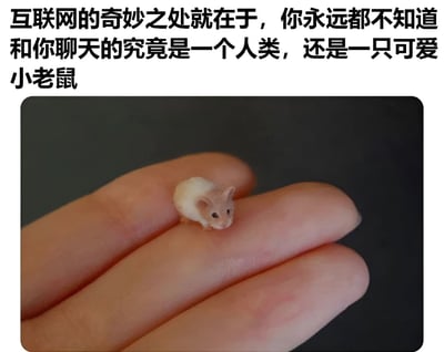 图片上方有一段文字：'互联网的奇妙之处就在于，你永远都不知道和你聊天的究竟是一个人类，还是一只可爱小老鼠'。下方是一张照片，显示一只非常小的浅色老鼠安静地坐在人的手指上，形成有趣的视觉对比和幽默效果。