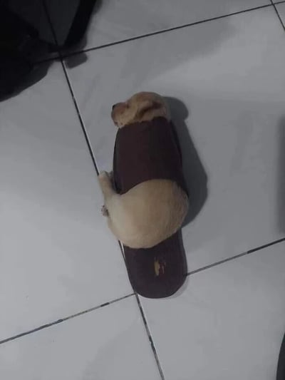 这是一张实拍的宠物日常照片，画面中一只浅米色的小奶狗将身体钻进一只深棕色的拖鞋内，仅露出脑袋和后半截身子，正趴在干净的白色瓷砖地面上闭着眼睛熟睡，神态安详放松，模样软萌可爱。拖鞋的形状刚好容纳小狗的部分身体，制造出一种有趣的视觉效果，仿佛小狗和拖鞋“融为一体”，充满治愈感。