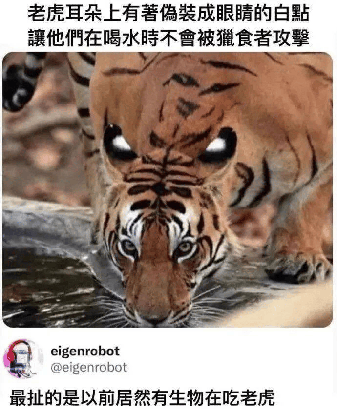 老虎