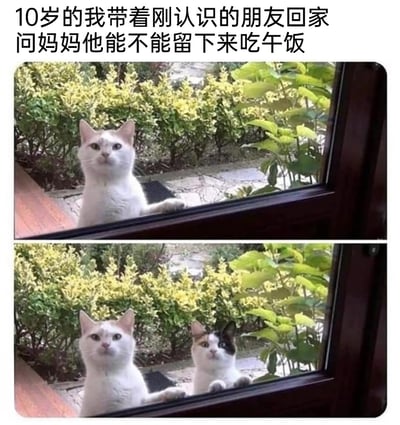 这是一张由两张猫咪照片拼接而成的连环对比梗图，上方图片中一只白棕相间的猫咪扒着窗户，眼神带着期待地看向室内，对应“10岁的我”带着朋友回家询问妈妈的状态；下方图片中这只猫咪的身旁多了一只三花猫咪，两只猫一同扒着窗户看向室内，生动还原了童年时，自己带着刚认识的新朋友回家，忐忑又期待地请求妈妈留朋友吃午饭时，自己和朋友一起等待答复的场景。用猫咪拟人化的方式，精准戳中了大众的童年回忆，充满童趣与共鸣。