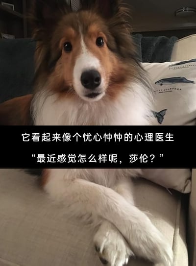 这是一张以喜乐蒂牧羊犬为主体的搞笑梗图，狗狗前爪交叉趴在沙发上，眉头微蹙、眼神忧虑的神态，搭配下方的文字配文，将它拟人化为一位忧心忡忡的心理医生，模拟心理医生问诊的口吻问道“最近感觉怎么样呢，莎伦？”。通过拟人化的创作手法，把宠物的神态与心理医生的职业形象结合，营造出幽默诙谐的效果，让普通的宠物照片充满趣味，容易引发网友的共鸣和喜爱。