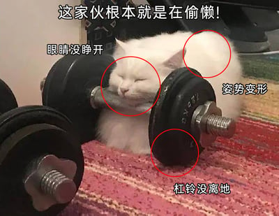 这是一张充满趣味的搞笑梗图，画面主体是一只白色猫咪，它闭着双眼，下巴搭在黑色哑铃的杆上，整个身体瘫软在带有白色条纹的红色地毯上，看起来像是在进行哑铃训练，实则完全没有用力。图片通过红色圆圈圈出三个细节，并配上对应的吐槽文字：“眼睛没睁开”“姿势变形”“杠铃没离地”，顶部还有总结性文字“这家伙根本就是在偷懒！”，用拟人化的方式将猫咪的慵懒状态调侃成健身时划水摸鱼的行为，营造出强烈的反差搞笑效果，十分贴合网络上吐槽假装努力、实则偷懒的情绪。