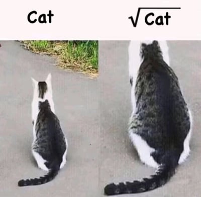 这是一张左右对比的静态梗图，左侧是一只正常体型的花背白爪猫咪，背对镜头坐在地面上，上方标注英文文字“Cat”；右侧是一只体型被明显放大的同款花纹猫咪，同样背对镜头坐着，上方标注数学根号符号加英文文字“√Cat”。这张图通过视觉化的方式玩数学概念梗，将开根号的数学符号反向关联到猫咪体型的放大上，利用宠物形象和数学符号的反差感制造荒诞搞笑的效果，属于宠物相关的趣味创作。