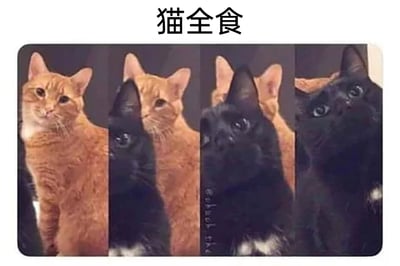 这是一张由四张图片横向拼接而成的趣味梗图，顶部配有文字“猫全食”，玩了天文现象“日全食”的谐音梗。四张图从左到右依次呈现：第一张是一只橘猫的完整上半身，它歪头看向镜头，神态温和；第二张是橘猫的头部与黑猫的上半身拼接在一起；第三张是黑猫的头部和身体，橘猫的耳朵还露在黑猫头顶后方；第四张是一只完整的黑猫，它抬头好奇地看向上方。通过这种照片拼接的方式，营造出橘猫像被“食”掉、逐渐变成黑猫的视觉效果，模仿日全食从初亏到全食的过程，用可爱的猫咪形象制造出充满趣味的谐音和视觉错位笑点。