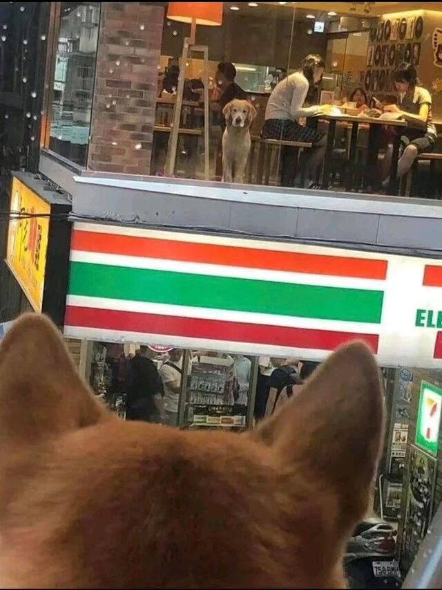 黄色拉布拉多犬