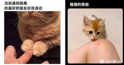 这是一张由两张静态照片拼接而成的趣味图，左侧画面中，一只橘色的成年猫咪将双爪轻轻搭在人的一根手指上，姿态温柔，上方配文“当你遇到困难 你最好的朋友在你身边”，传递出朋友在困境中给予的坚定、暖心的陪伴感；右侧画面里，一只橘色的幼猫正专注地舔舐人膝盖处的小伤口，上方配文“微薄的帮助”，展现出自身能力有限，但依然倾尽所能提供帮助的模样。两张图通过猫咪与人的互动形成鲜明又温馨的对比，用可爱的宠物行为来比喻朋友间的两种陪伴状态：一种是能给予支撑的暖心守护，一种是心意满满但力量微薄的助力，整体风格治愈又充满生活趣味，容易引发人们对友情陪伴的共鸣。
