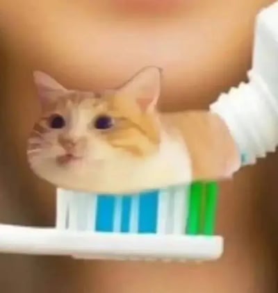 这张图片把猫咪的身体P成了牙膏状，挤在牙刷上，看起来像是要刷牙时挤出的牙膏，但牙膏的部分是一只呆萌的猫。整个画面充满恶搞和戏谑氛围。既有创意，也有强烈的视觉冲击，适合用来表达“清新”、“可爱”、“每日仪式感”等轻松、幽默的话题。图中的双关是用猫咪作为牙膏，引发“刷猫”或“猫味牙膏”的联想，有明显的反差萌效果。