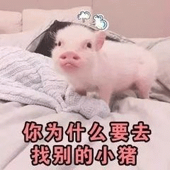 委屈小猪质问：你为什么要去找别的小猪