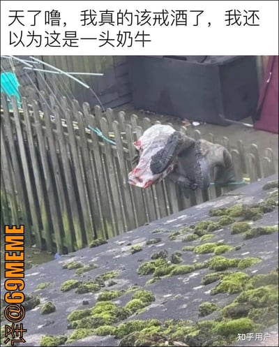 这张图片看上去像是一头奶牛把头搭在木栅栏上，实际上是雨靴、塑料袋、栅栏组合造成的视觉错位。头部的塑料袋和靴子远看一下很像奶牛的脸和鼻子。配文自嘲“我真的该戒酒了”，更增添了错觉和幽默气氛。

本图的幽默点在于错位视觉效果，让人误认物品组合为动物，非常适合用来自嘲自己“看错东西”、“脑补过度”等情境。没有涉及双关、谐音或暗示。