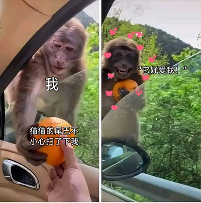 这是一张左右拼接的对比梗图，左边画面中，一只神态平静的猴子对应现实中的“我”，配文“猫猫的尾巴不小心扫了下我”，还原了被猫尾巴轻轻碰到的日常场景；右边画面里，同系列的猴子抱着橙子，咧嘴大笑，周围环绕着粉色爱心特效，配文“它好爱我！”，用强烈的神态反差，生动调侃了部分人会过度解读微小细节、陷入自我感动式脑补的状态，尤其精准戳中“恋爱脑”人群容易自作多情的心理。