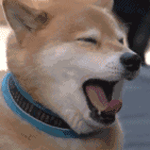 柴犬打哈欠的可爱瞬间