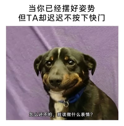 图片上方配有文字'当你已经摆好姿势但TA却迟迟不按下快门'，下方是一只戴着蓝色项圈的黑色狗狗，背景为紫色布料。狗狗表情略显僵硬，眼神带着一丝困惑和期待，下方文字模拟狗狗内心OS：'怎么还不拍，我该做什么表情？'。整体通过狗狗的可爱表情和文字结合，幽默地表现出拍照时摆好姿势却等待对方按下快门的尴尬场景。