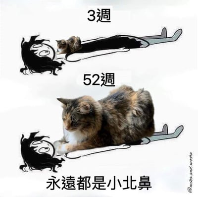 这是一张上下对比的搞笑温馨梗图，上半部分标注“3週”，一只小小的玳瑁奶猫趴在躺平的卡通人物胸口；下半部分标注“52週”，这只玳瑁猫已经长大变胖，整个身体压在同一个卡通人物身上。底部配文“永远都是小北鼻”，调侃铲屎官不管猫咪长多大，都会把它当成小宝贝一样宠爱，反差感拉满又充满治愈感。