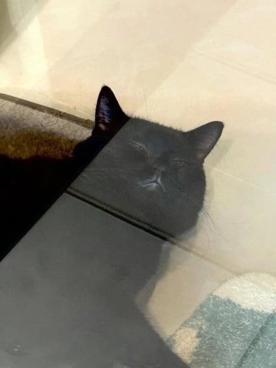一只黑猫闭着眼睛，似乎在睡觉，它的头部分埋在一个矩形物体下，表情看起来十分安详。猫咪位于室内的瓷砖地板上，旁边可以看到部分地毯。