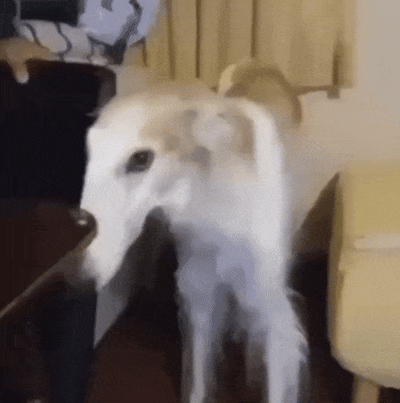 一只白色的灵缇犬站在室内，当有人用手抚摸它的脸部时，它先是保持静止，随后头部微微转动，表情从平静逐渐变为略带惊讶的样子，最后轻轻转过头去。整个过程展现了狗狗温顺又略带呆萌的可爱反应。