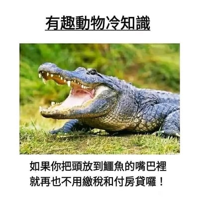 这是一张以“有趣动物冷知识”为噱头的搞笑梗图，整体为图文混排的顶配底文形式。画面上方是黑色字体的标题“有趣动物冷知识”，中间主体是一张实拍的鳄鱼图片，鳄鱼趴在绿色的草地上，头部抬起、嘴巴大张，露出锋利的牙齿，神态看起来颇具攻击性。画面下方配有黑色字体的文案：“如果你把头放到鳄鱼的嘴巴里，就再也不用缴税和付房贷啰！”，该文案运用黑色幽默的荒诞逻辑，调侃当代人需要承担缴税和房贷的生活压力，暗示人失去生命后就无需再承担这些经济责任，用极端的玩笑方式引发共鸣。