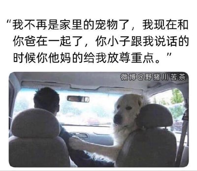 这是一张图文混排的搞笑梗图，上方配文以拟人化的口吻模拟狗的语气说道：“我不再是家里的宠物了，我现在和你爸在一起了，你小子跟我说话的时候你他妈的给我放尊重点。”下方的真实照片里，一只大白狗坐在汽车副驾驶位置，爪子搭在开车人的胳膊上，姿态亲昵。配文将狗拟人化，调侃它和主人父亲关系亲近，仿佛成为了“后妈”，通过这种错位的拟人设定制造出荒诞搞笑的效果，没有双关、谐音梗等内容。