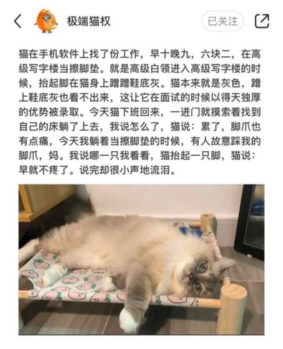这是一张小红书平台的帖子截图，上方是用户「极端猫权」发布的小猫文学文字内容，文字以主人的视角，拟人化讲述了灰色小猫找到一份早十晚九、日薪六块二，在高级写字楼当擦脚垫的工作，小猫下班回家后称工作时被人故意踩了脚爪很疼，随后又说早就不疼了，说完小声流泪；文字下方搭配一张真实布偶猫的实拍照片，猫咪仰躺在印有桃子图案的木制小吊床上，放松地看向镜头。