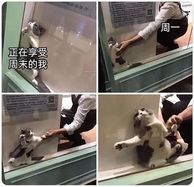 这是一组四格连环图，用猫咪的遭遇生动比喻打工人的日常：第一格中，一只猫咪惬意地趴在台面上，配文“正在享受周末的我”，精准呈现出打工人周末放松自在的状态；第二格标注“周一”，一只手开始拉扯猫咪，猫咪露出抗拒姿态，对应打工人意识到周一将至的不情愿；第三格中猫咪紧紧扒住台面，被手拽着一只爪子，挣扎感强烈，表现出打工人对返工的抗拒；第四格猫咪被完全拽离台面，四肢张开、一脸不情愿，完美还原了打工人被强行拉回工作状态的痛苦。整组图通过猫咪的动作和表情变化，精准戳中职场人周末结束、周一返工的无奈情绪，引发广泛共鸣。