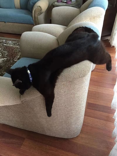 一只全身漆黑的猫咪戴着蓝色项圈，正以极具张力的姿势横跨在米色扶手椅的扶手上。它的身体完全舒展，前爪搭在扶手前端，后腿则向后伸展到椅子另一侧，展现出猫咪特有的柔韧性和放松姿态。背景中可见蓝色沙发、花纹地毯和木质地板，营造出温馨的居家氛围。