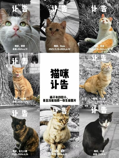 这是一张九宫格形式的图文拼接纪念图，中间区域为白色背景配黑色大字“猫咪讣告”，并标注“橘子年龄较小，甚至没能拍摄一张生前图片”；其余八个格子均为以黑白为背景、保留猫咪照片色彩的讣告，每格顶部有“讣告”字样，下方标注猫咪名字与生卒日期，分别是：
1. 胖胖（未知-2024.4.11）
2. Rose（2023.11.19-2024.4.12）
3. 皮皮（2023.8.18-2024.4.18）
4. 小小橘（未知-2024.4.21）
5. 小土豆（2023-2024.4.22）
6. 乱七八糟（2022-2024.4.24）
7. 橘子（未知-2024.4.27，无生前照片）
8. 小乖（未知-2024.4）
整体用黑白背景搭配彩色猫咪照片的方式，传递对这些在2024年4月前后离世的流浪小猫的悼念与怀念之情，无谐音梗或双关含义。
